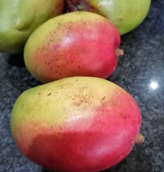 Unlike Mango airlines, mango fruit makes Summer sweeter